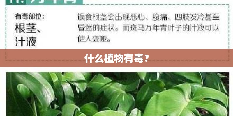 什么植物有毒？