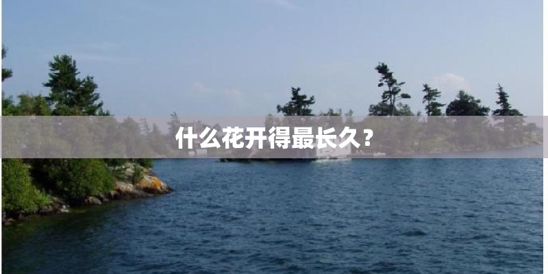 什么花开得最长久？