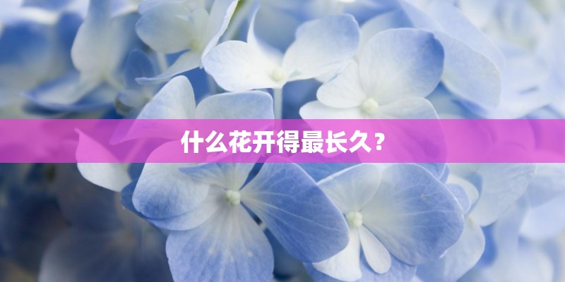 什么花开得最长久？