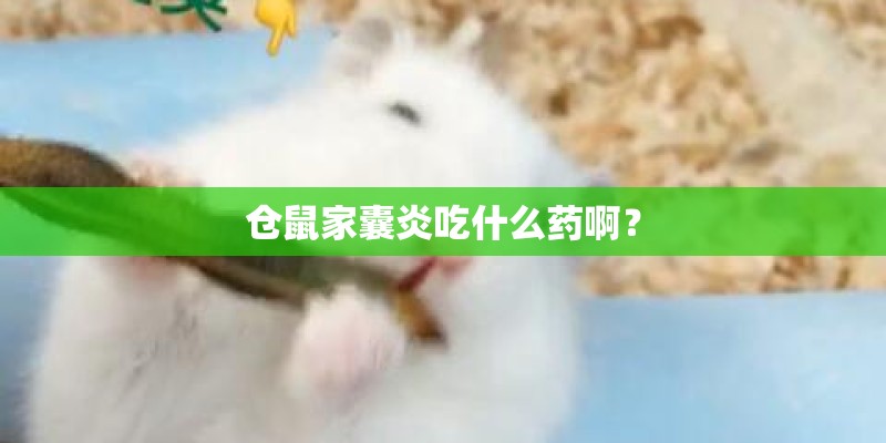 仓鼠家囊炎吃什么药啊？