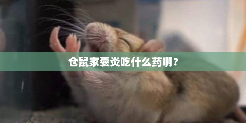 仓鼠家囊炎吃什么药啊？