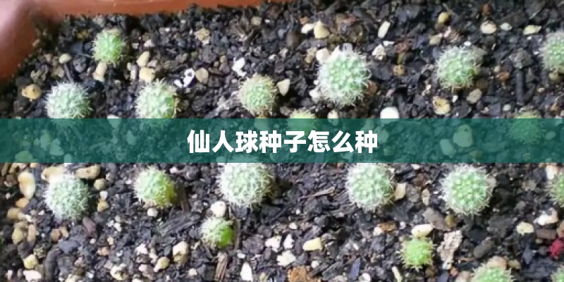 仙人球种子怎么种