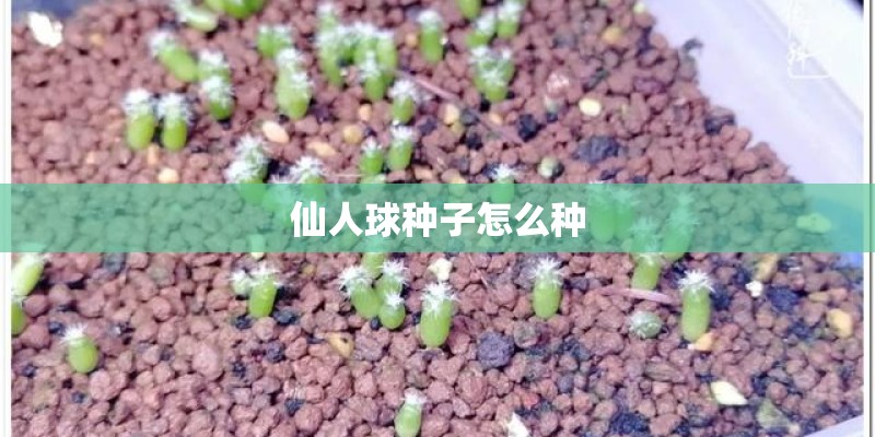 仙人球种子怎么种