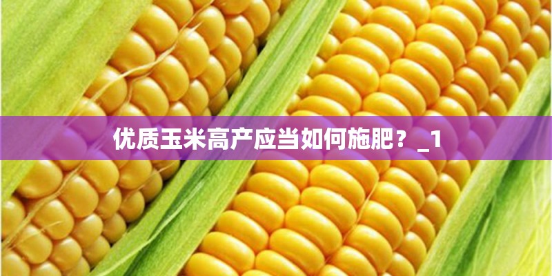 优质玉米高产应当如何施肥？_1
