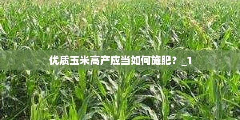 优质玉米高产应当如何施肥？_1