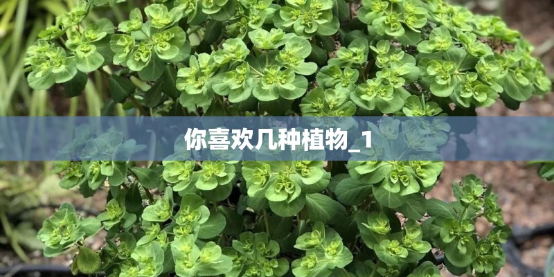 你喜欢几种植物_1