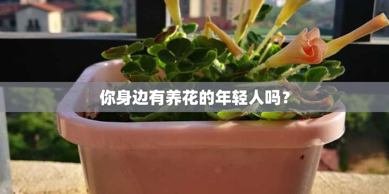 你身边有养花的年轻人吗？