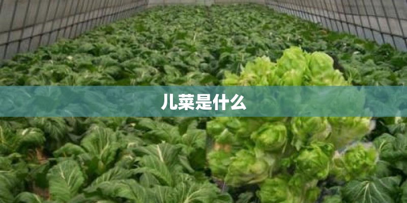 儿菜是什么