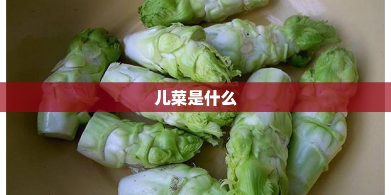儿菜是什么