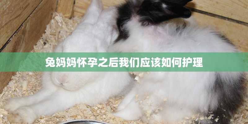 兔妈妈怀孕之后我们应该如何护理