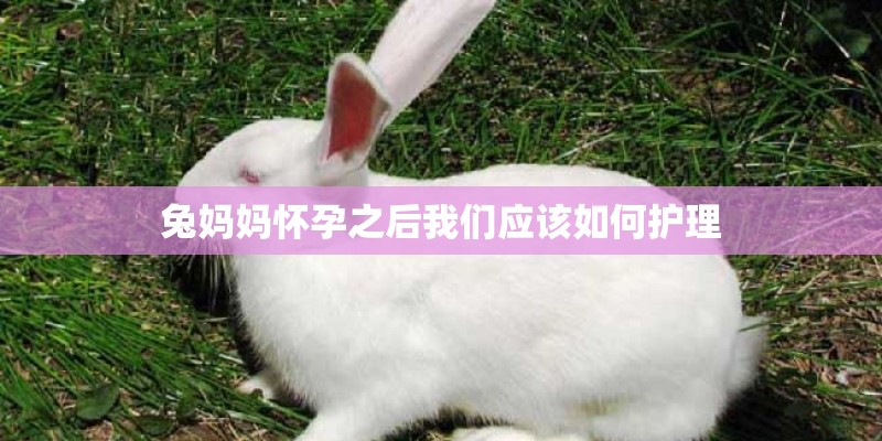 兔妈妈怀孕之后我们应该如何护理