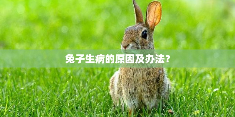 兔子生病的原因及办法？