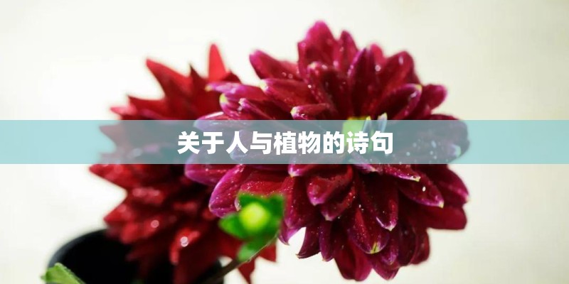 关于人与植物的诗句