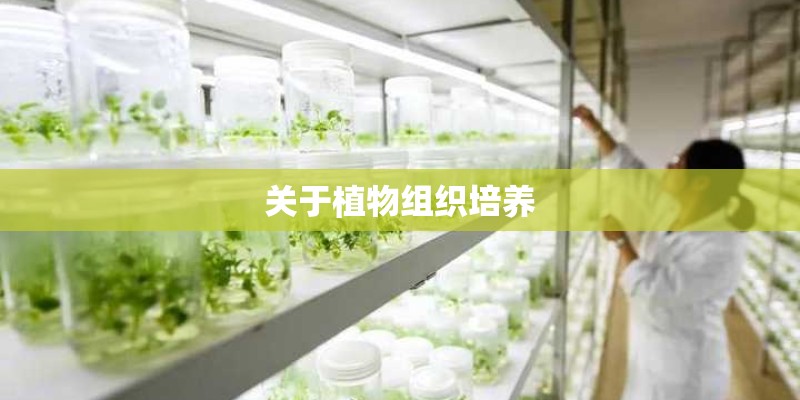 关于植物组织培养