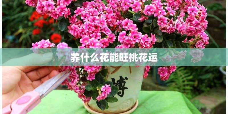 养什么花能旺桃花运