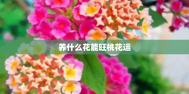 养什么花能旺桃花运