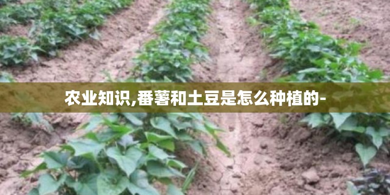 农业知识,番薯和土豆是怎么种植的-