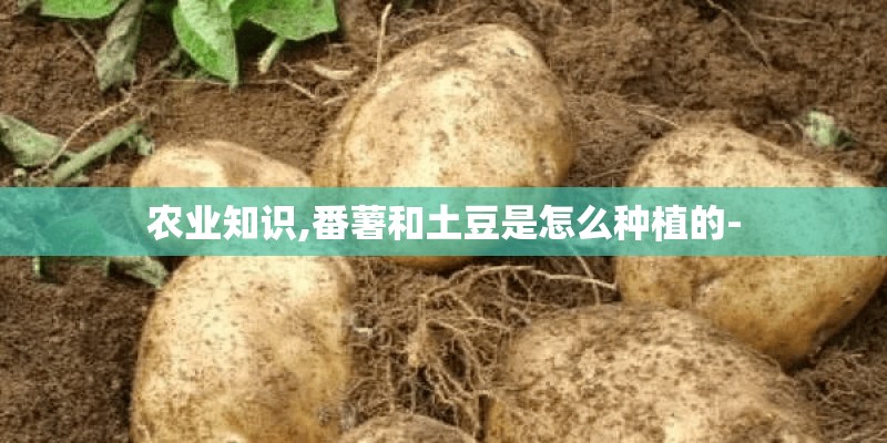 农业知识,番薯和土豆是怎么种植的-