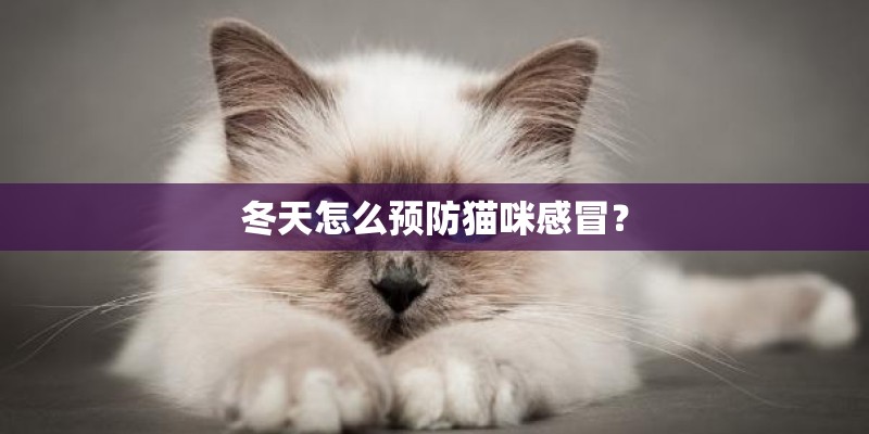 冬天怎么预防猫咪感冒？
