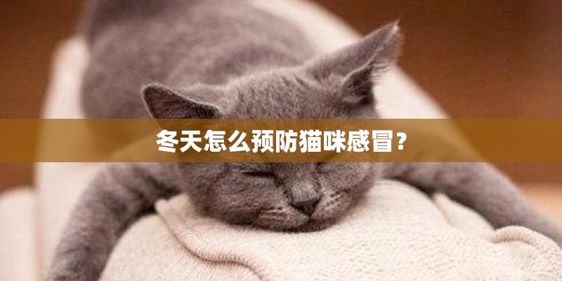 冬天怎么预防猫咪感冒？
