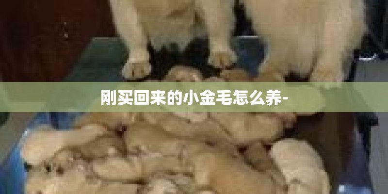 刚买回来的小金毛怎么养-