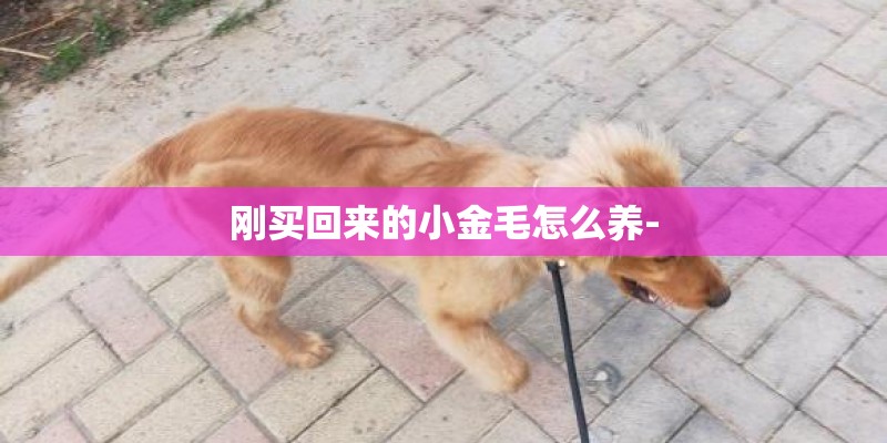 刚买回来的小金毛怎么养-
