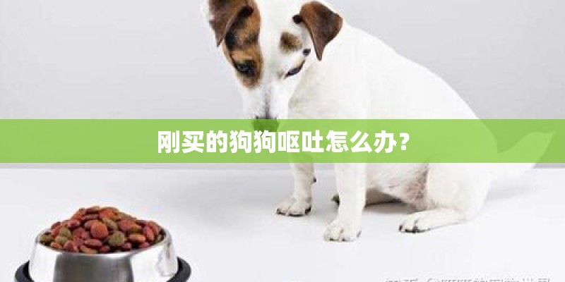 刚买的狗狗呕吐怎么办？