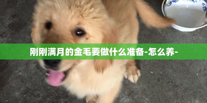 刚刚满月的金毛要做什么准备-怎么养-