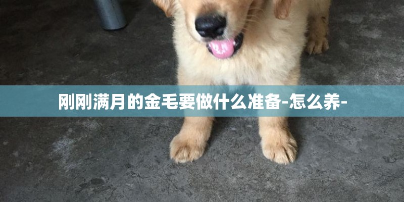 刚刚满月的金毛要做什么准备-怎么养-