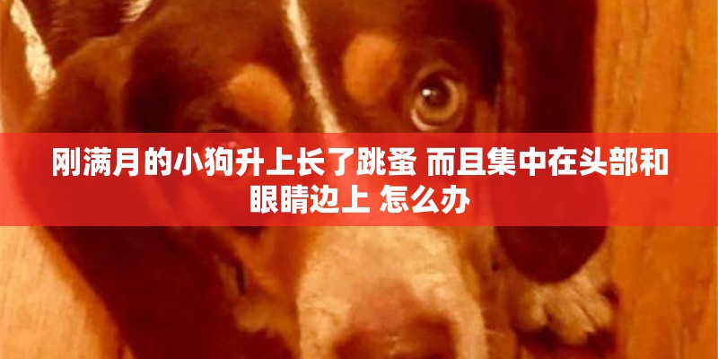 刚满月的小狗升上长了跳蚤 而且集中在头部和眼睛边上 怎么办