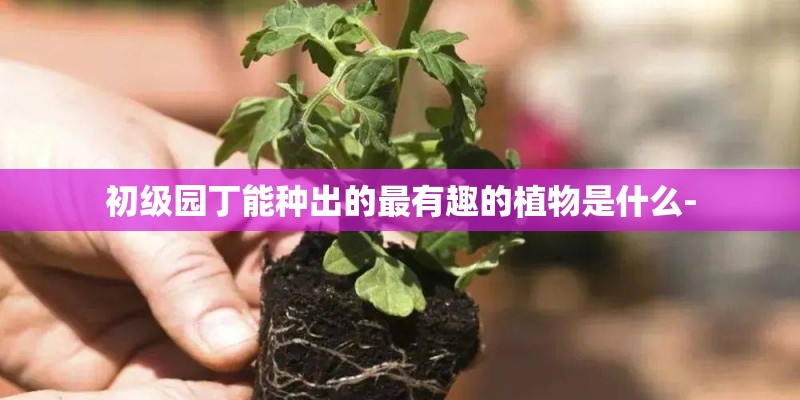 初级园丁能种出的最有趣的植物是什么-