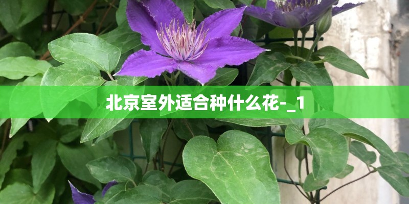 北京室外适合种什么花-_1