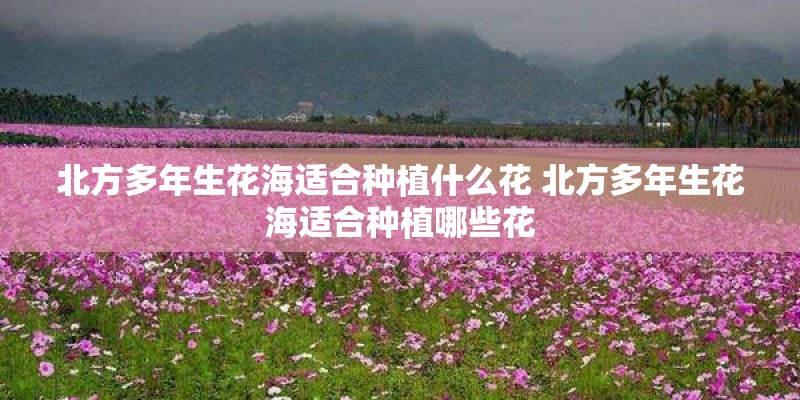 北方多年生花海适合种植什么花 北方多年生花海适合种植哪些花