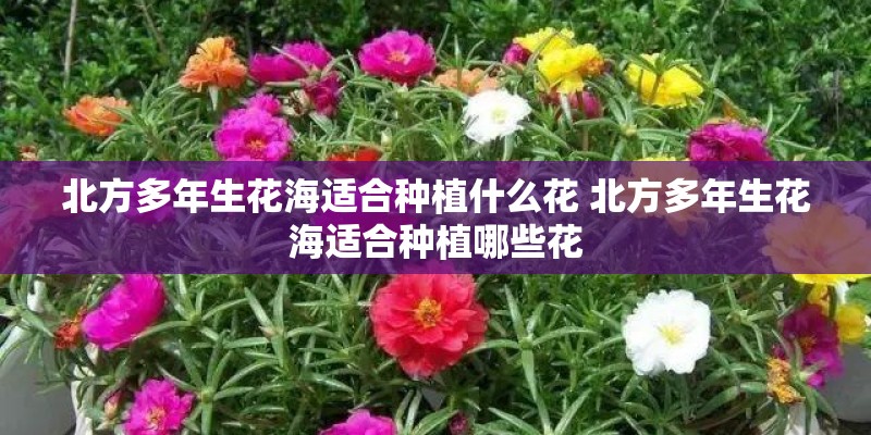 北方多年生花海适合种植什么花 北方多年生花海适合种植哪些花