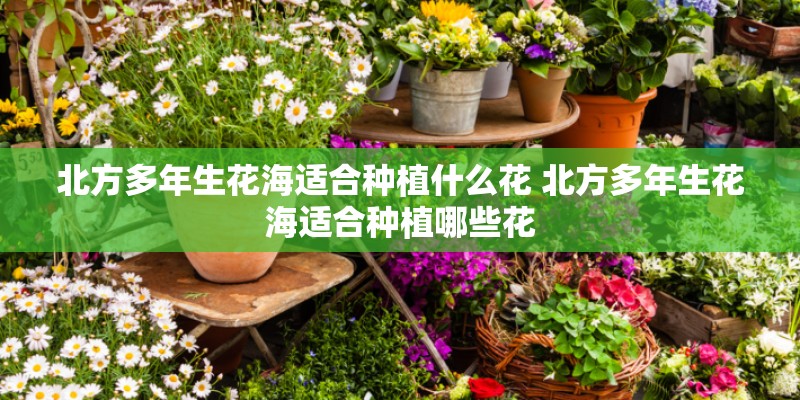 北方多年生花海适合种植什么花 北方多年生花海适合种植哪些花
