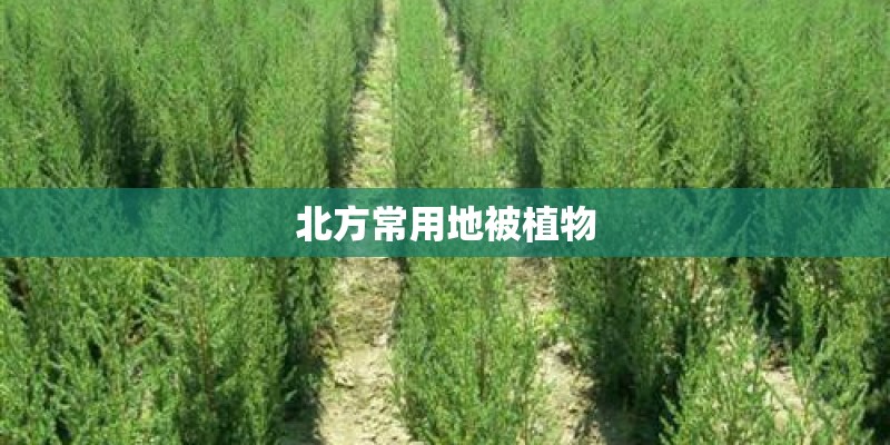 北方常用地被植物