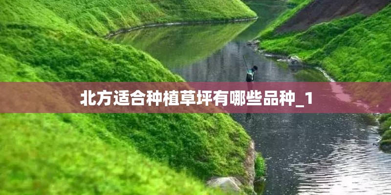 北方适合种植草坪有哪些品种_1