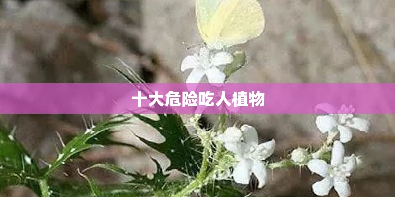 十大危险吃人植物