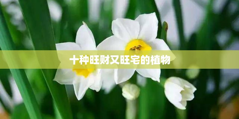 十种旺财又旺宅的植物