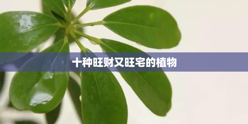 十种旺财又旺宅的植物
