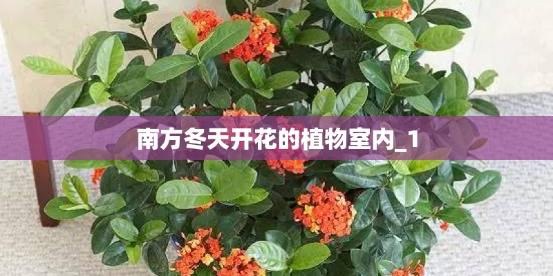 南方冬天开花的植物室内_1