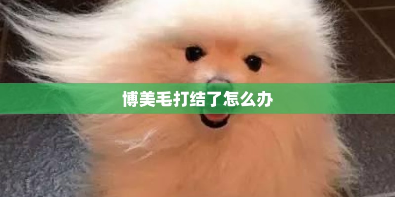 博美毛打结了怎么办