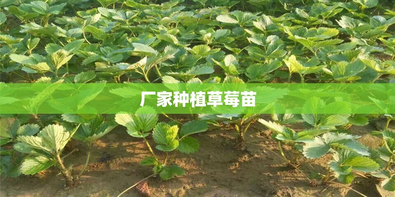 厂家种植草莓苗