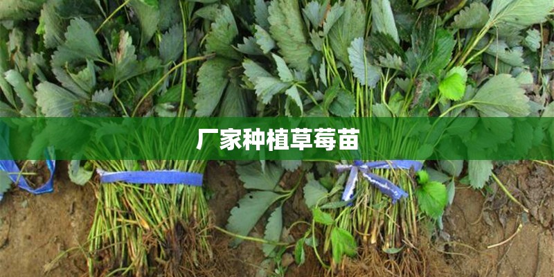厂家种植草莓苗