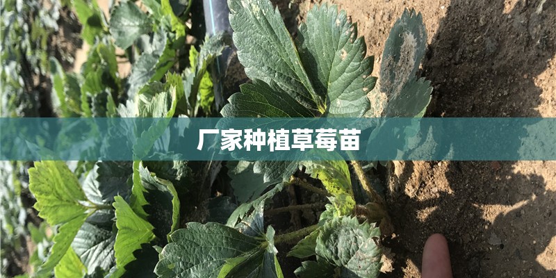 厂家种植草莓苗