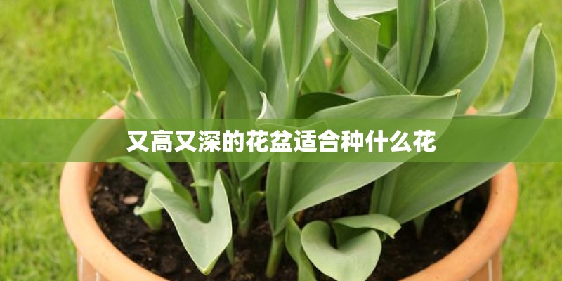 又高又深的花盆适合种什么花