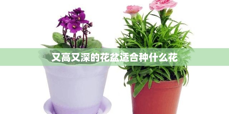 又高又深的花盆适合种什么花