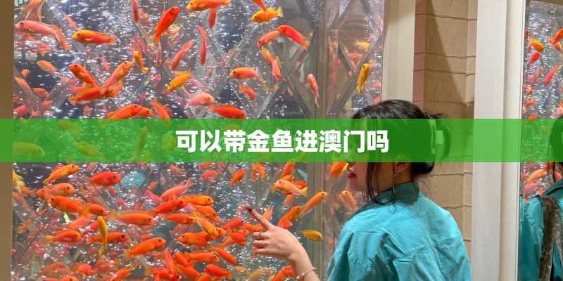 可以带金鱼进澳门吗
