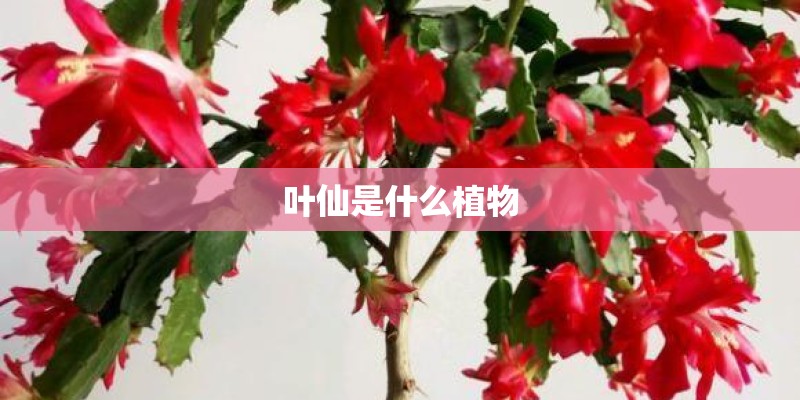 叶仙是什么植物