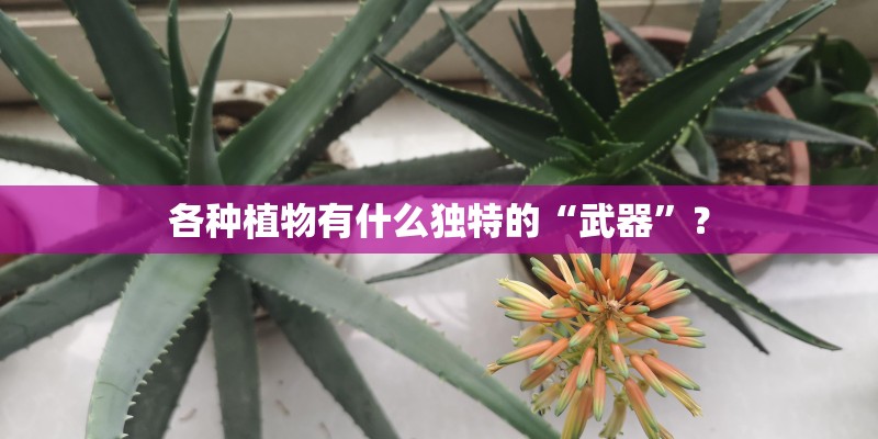 各种植物有什么独特的“武器”？